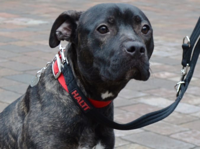 Nala the Staffordshire Bull Terrier needs a home