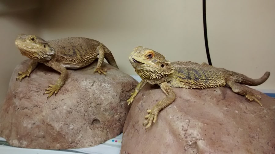 The two bearded dragons found dumped in a Camberwell stairwell