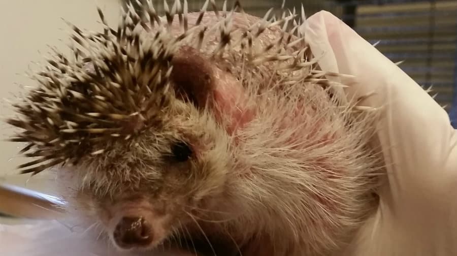 Hedgy after receiving treatment