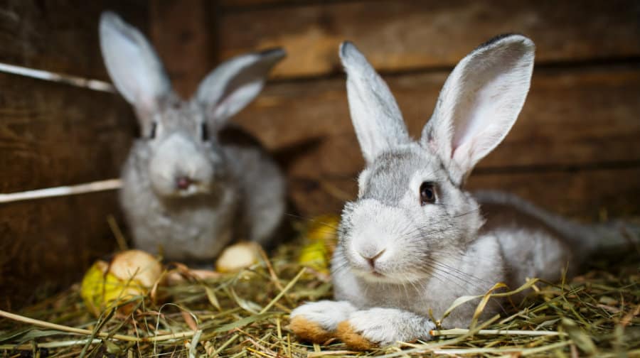 Bunnies need homes for life, not just at Easter