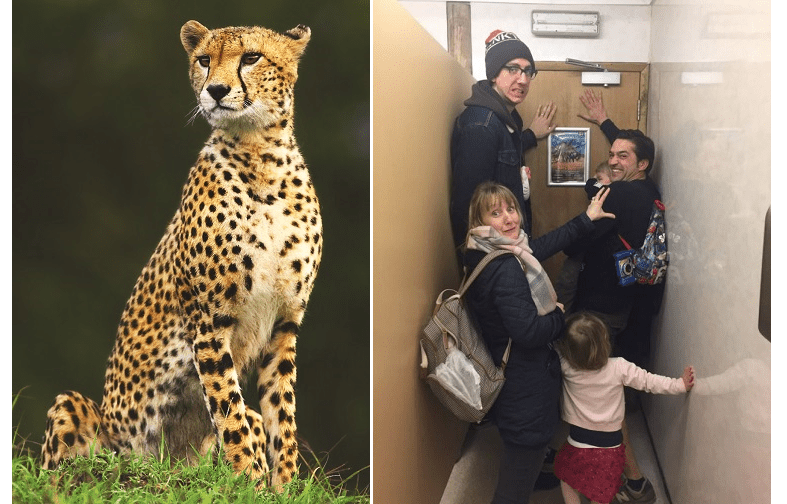 (right frame) friends and partner of Alice Stittle hide together in zoo loos from escape cheetah