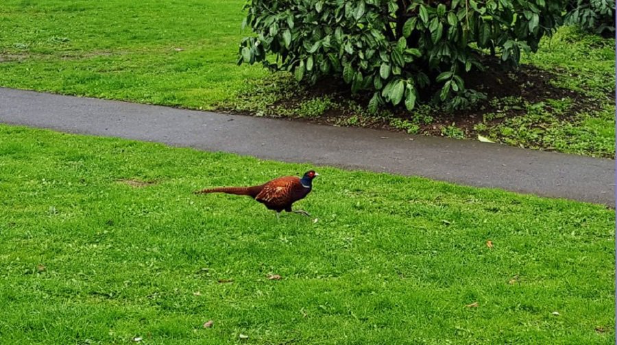 Pheasant spotted in Peckham Rye Credit: Darren Palmer