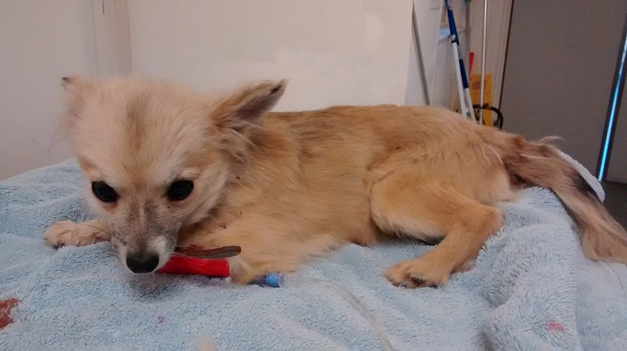 This papillon-type puppy was abandoned and left to die outside of a Pets at Home store in Southwark