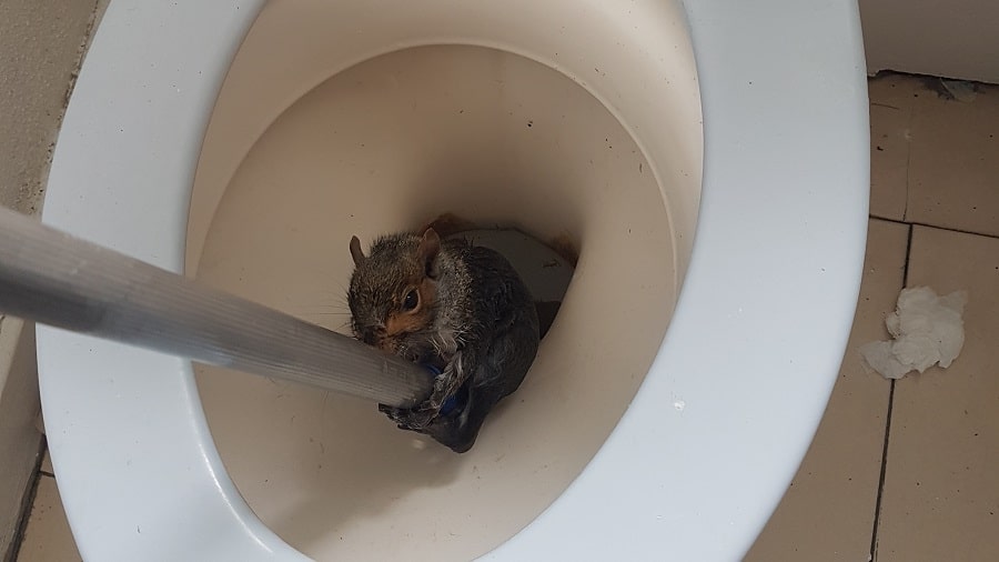An RSPCA officer used a mop pole to rescue the squirrel