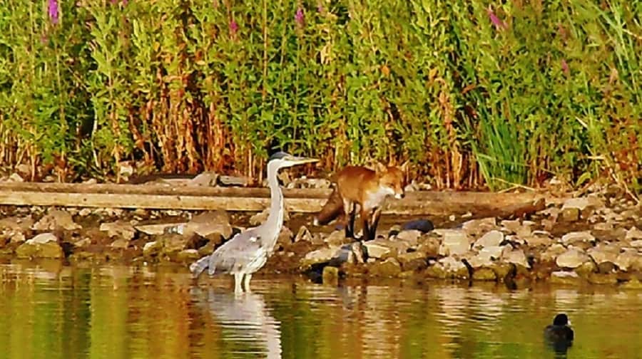 Rotherhithe resident Kam Hong Leung captured this photograph of a heron, fox and coot at Canada Water