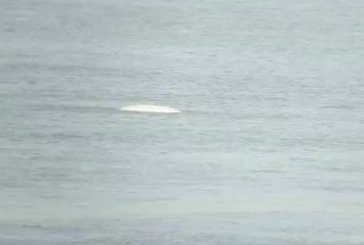 The whale was spotted in the River Thames near an Essex location