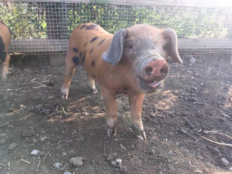 Kind-hearted locals have been raising money for better security at the Surrey Docks Farm, following the high-profile theft of its piglets last month