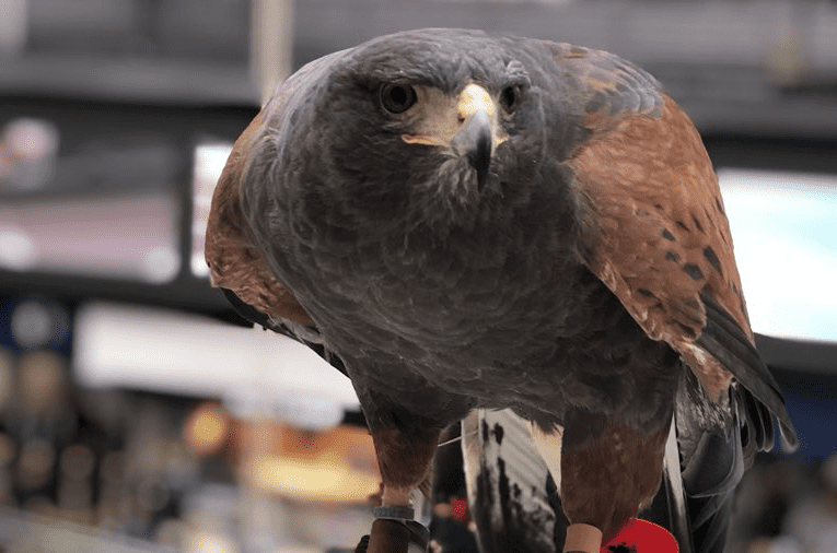 Aria will be watching unwelcome guests at Waterloo station with a hawk's eye