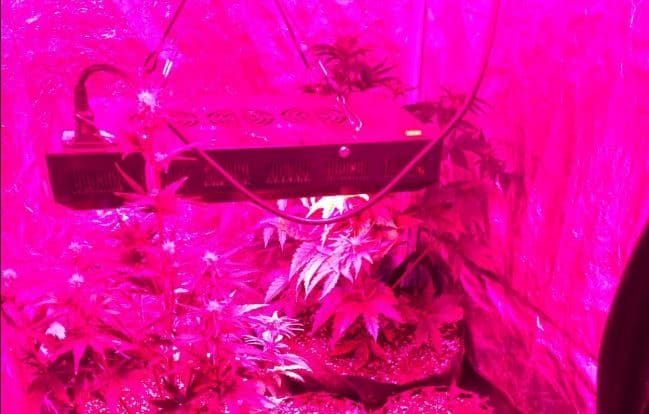 Officers uncovered the cannabis factory after stopping and searching a man on Bellenden Road (MPS Southwark)