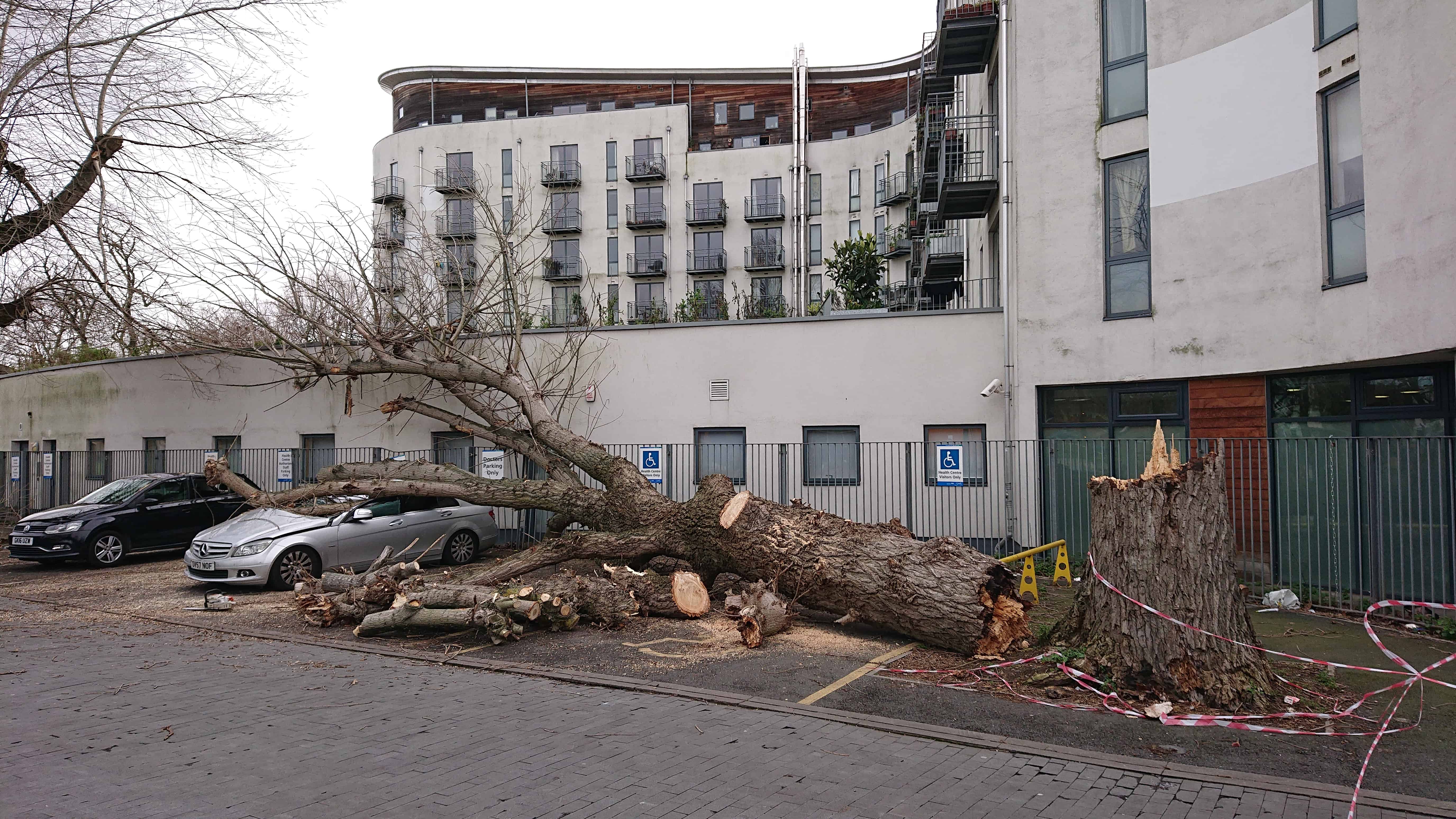 The tree fell down during heavy weather in Bermondsey, smashing three cars