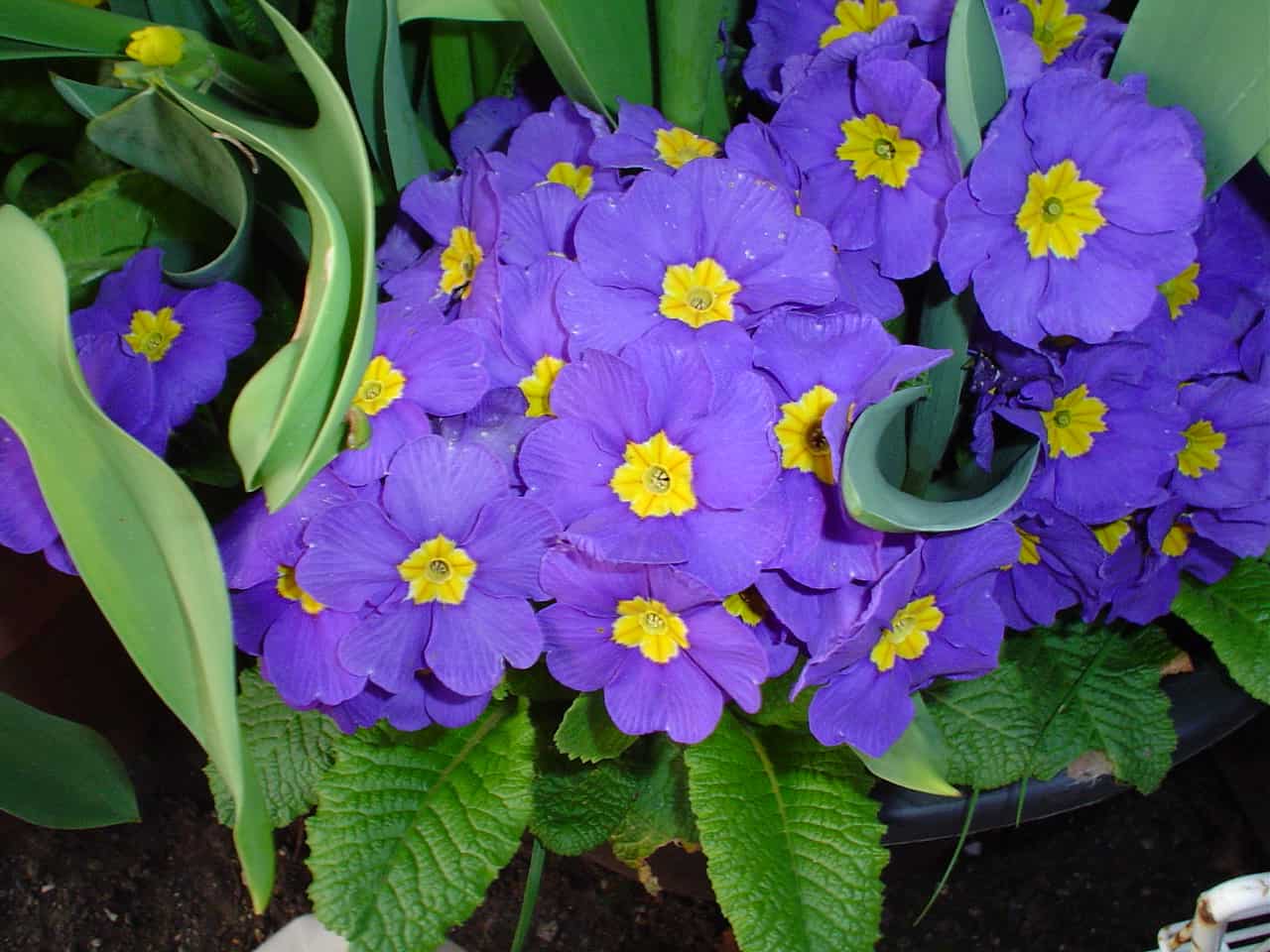 Garden centres are full of seasonal favourites like primroses (pictured) says our gardening columnist Jackie Power