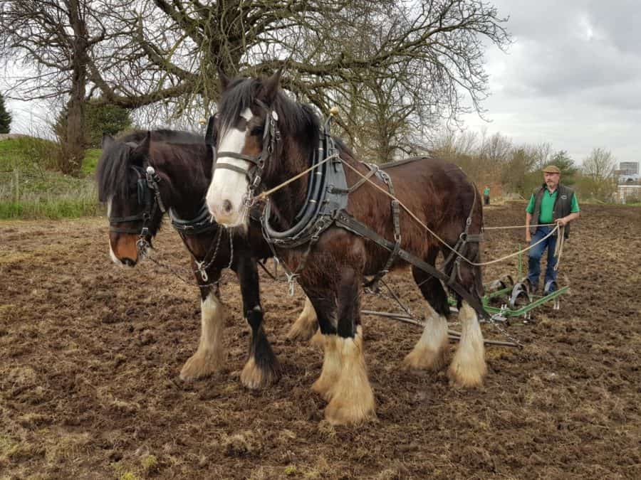 hire horses ploughing Brockwell Park (c) GoodEvansMedia