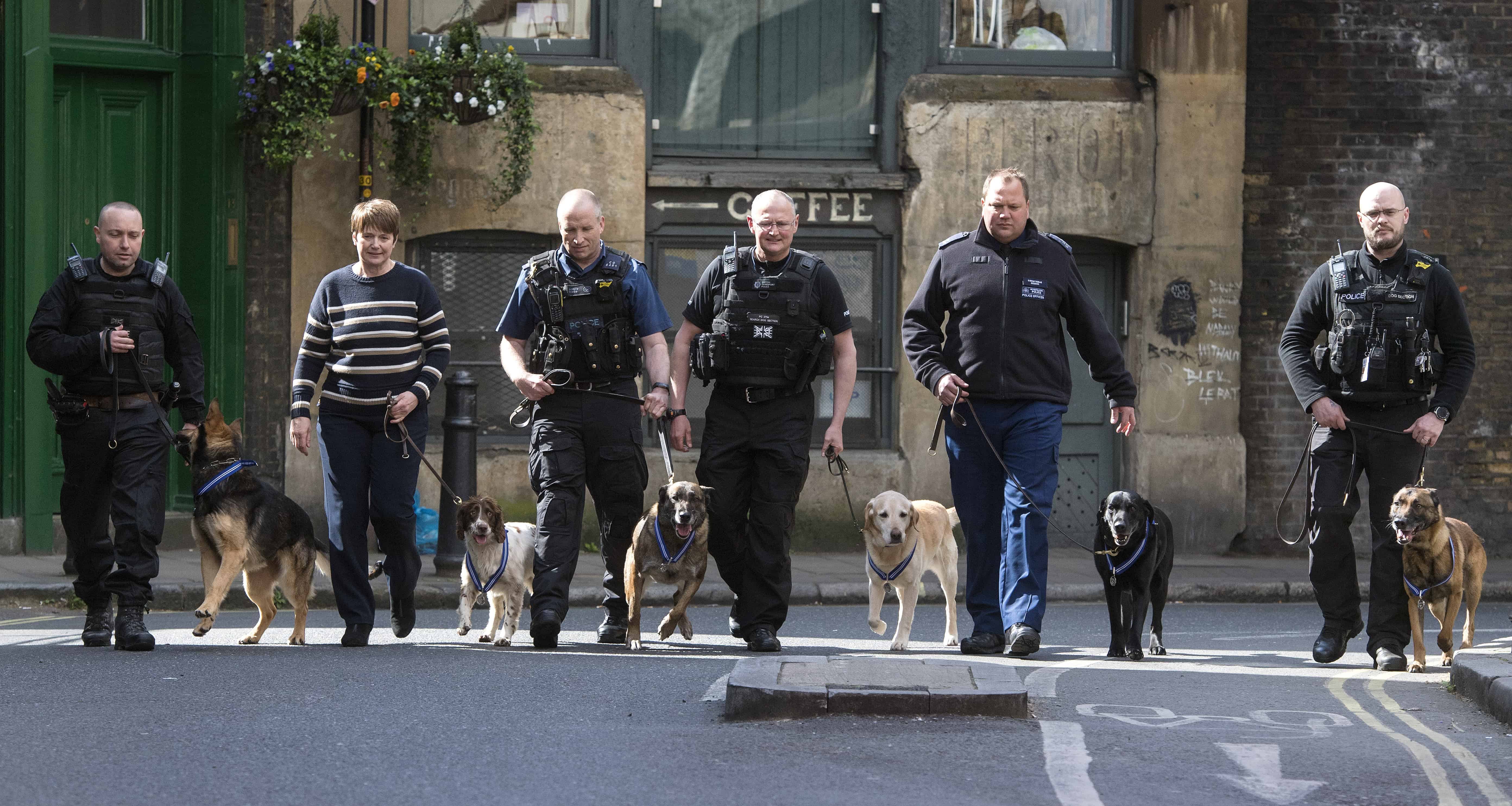 Six of the hero police dogs who will be given an award for their bravery
Picture by Ben Stevens