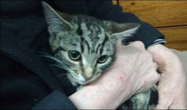Bobbie the kitten is now safe but is "frightened" said the shelter (Image: Celia Hammond Trust)