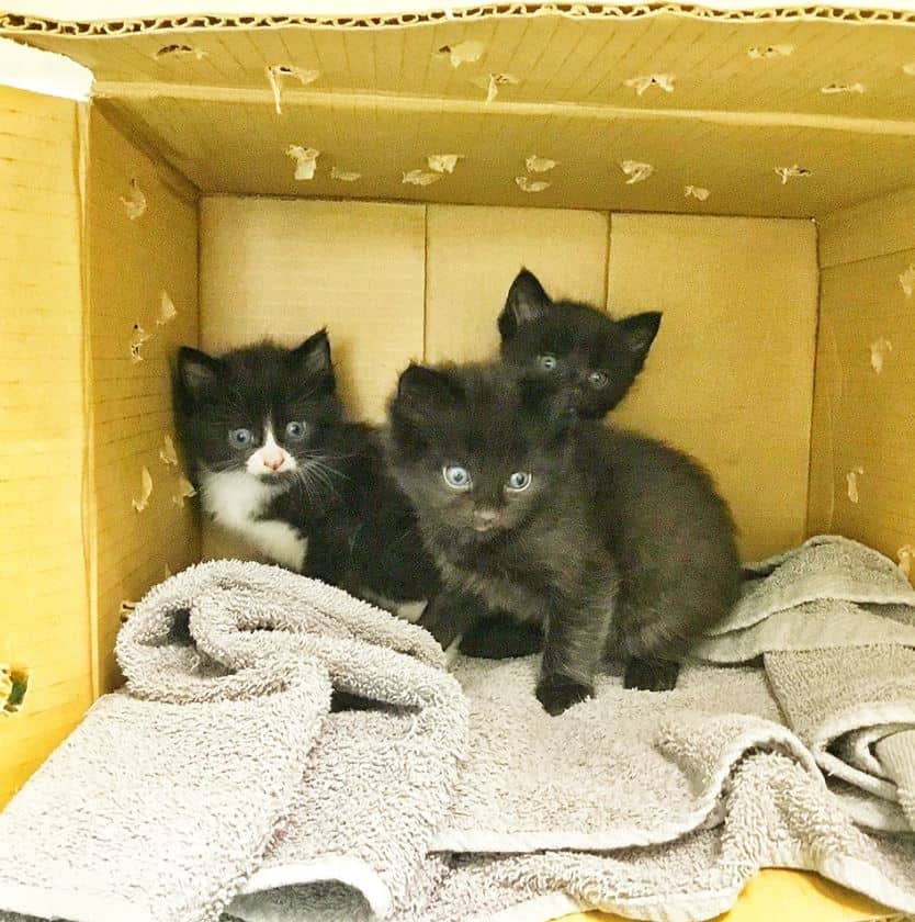 The three kittens were reportedly found by a passer-by late Thursday morning (Image: Cats Protection Blackheath and Deptford)