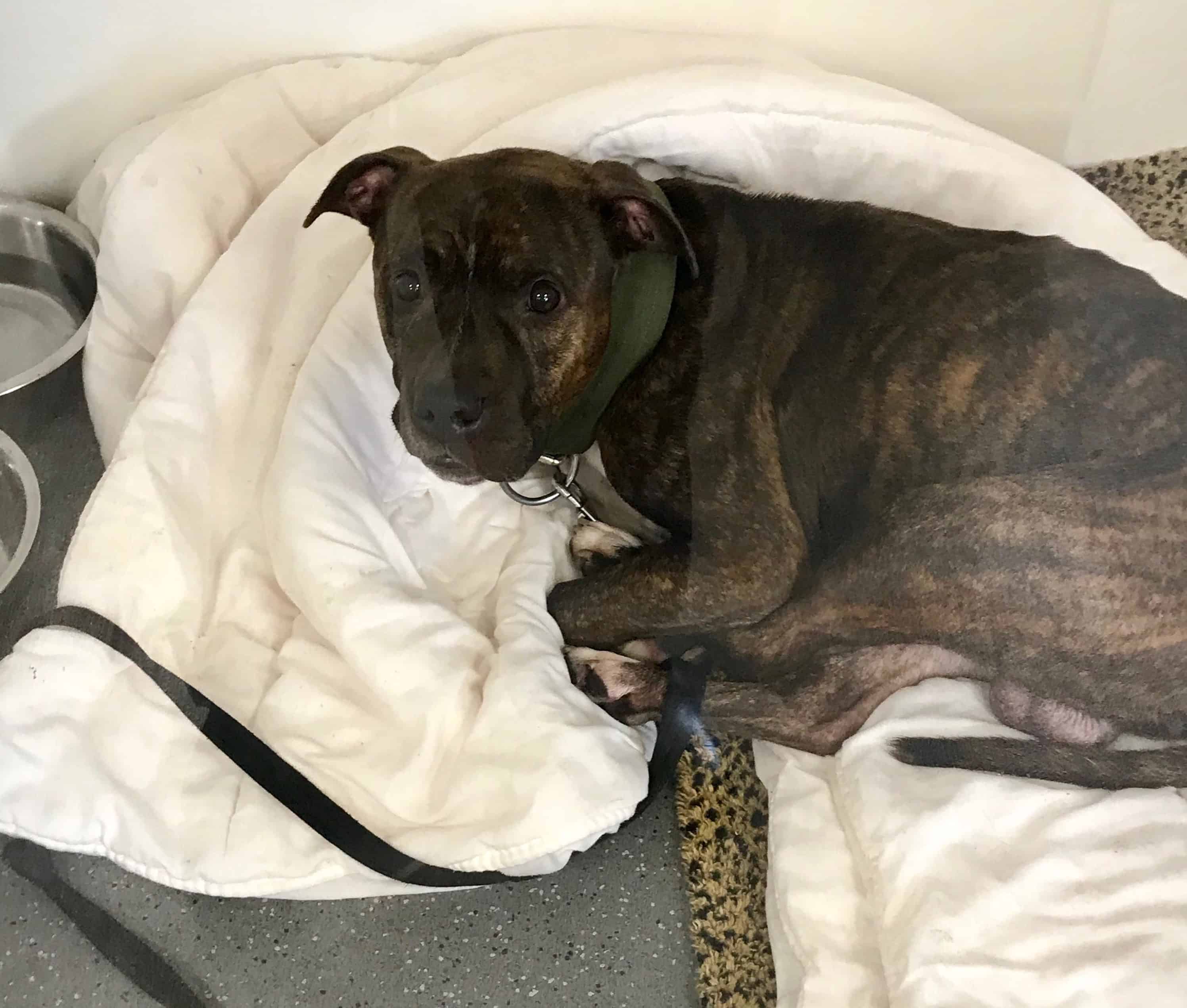 The RSPCA want to hear from anyone who knows how Jiffy came to be left on the estate that night Image: RSPCA