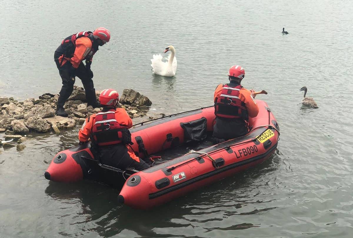 Firefighters were called by a Swan Sanctuary volunteer to rescue to trapped animal at Surrey Quays - and it may not have lasted long without them