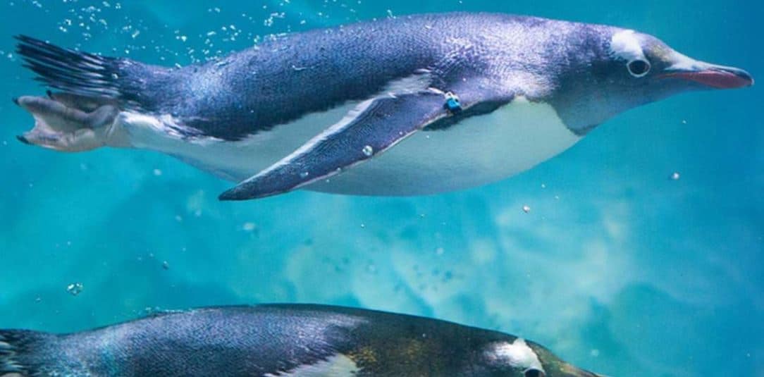 Penguins at the aquarium are raising a genderless baby