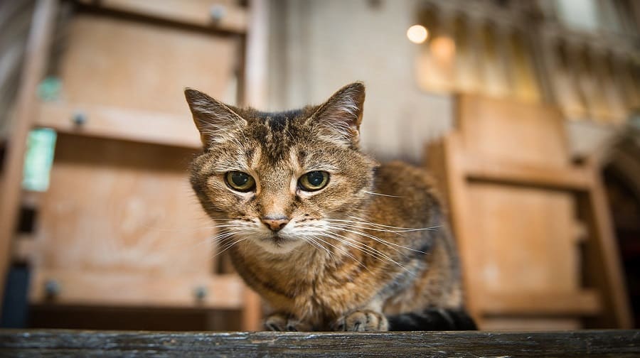 Doorkins the cat has been living at Southwark Cathedral for 11 years - but now has gone into semi-retirement (Image: @DoorkinsM/ Twitter)