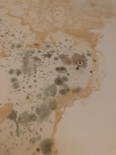 Mould and damp after the leak in the Peckham property