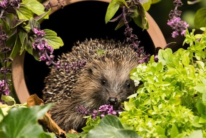 Only one hedgehog was spotted across 65 camera locations in Southwark