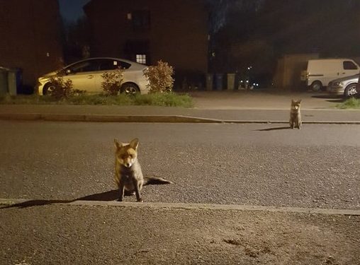 Foxes observe social distancing (Image: Steve Cornish)