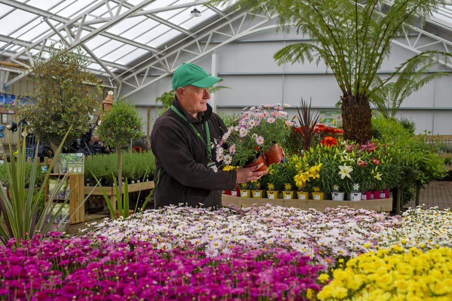 the argyranthemums at Tong Garden Centre near Leeds preparing to open following the coronavirus lockdown restrictions being lifted by the Government. Picture Tony Johnson