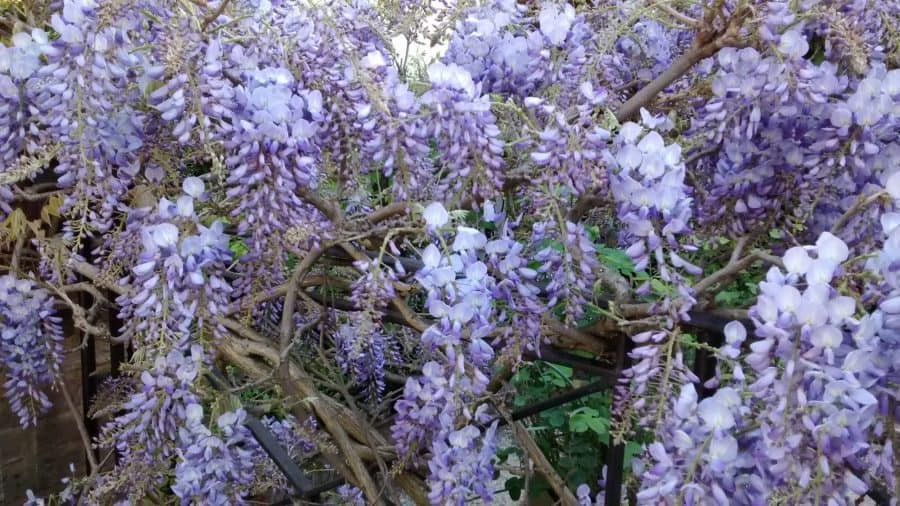 Wisteria in Maytime