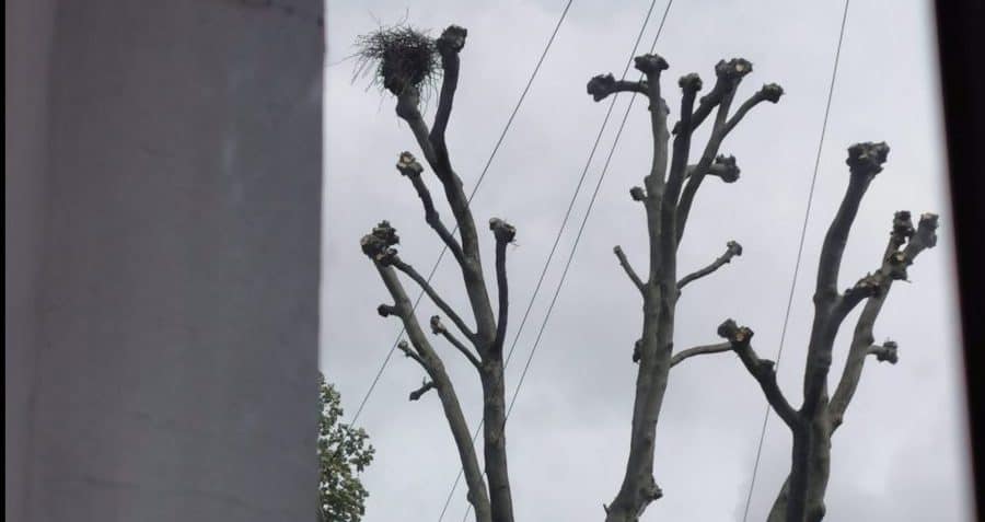 A pollarded tree with birds nest