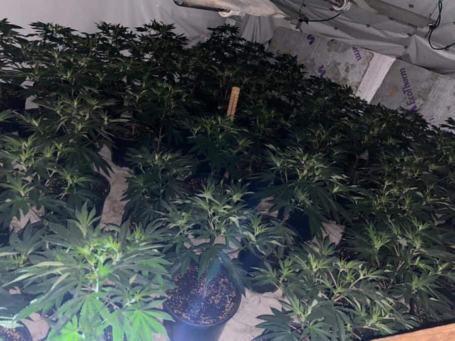 An image of the suspected cannabis farm