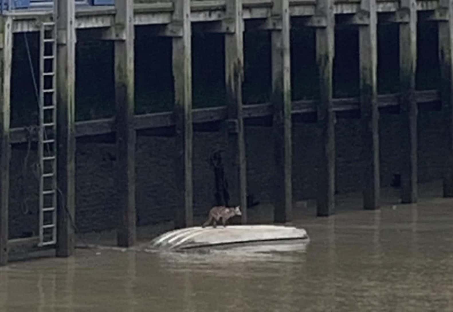 The fox found herself trapped on a boat as the tide was rising Image: Emma Sanderson-Nash