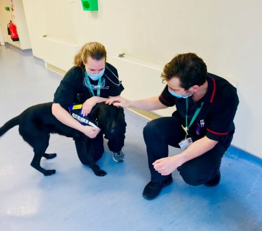 Dexter, the Met Police's wellbeing dog, with staff at University Hospital Lewisham
