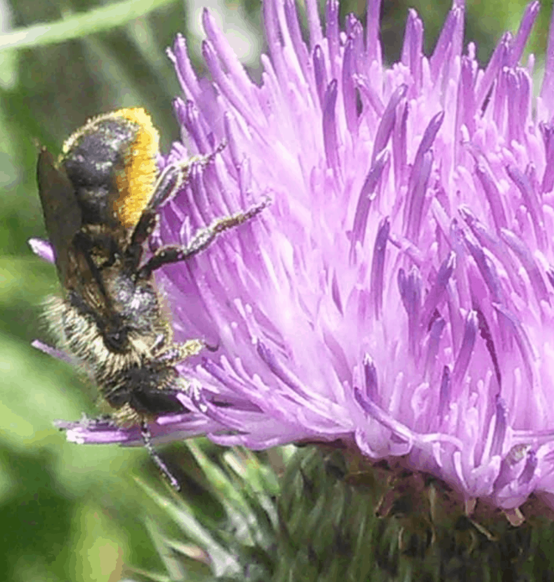 A bee in Stave Hill