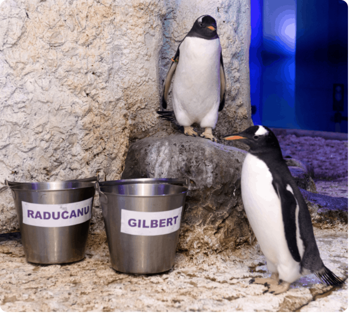 Gilbert and Raducanu (South Bank London Aquarium)