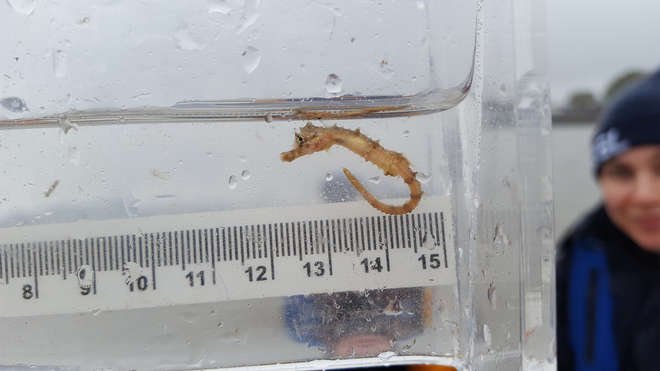 A seahorse found in the Thames  (Image: Anna Cucknell)