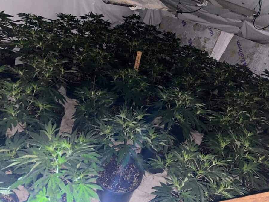 An image of a suspected cannabis farm in Southwark
