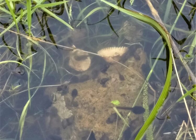 Tadpoles in the garden's pond