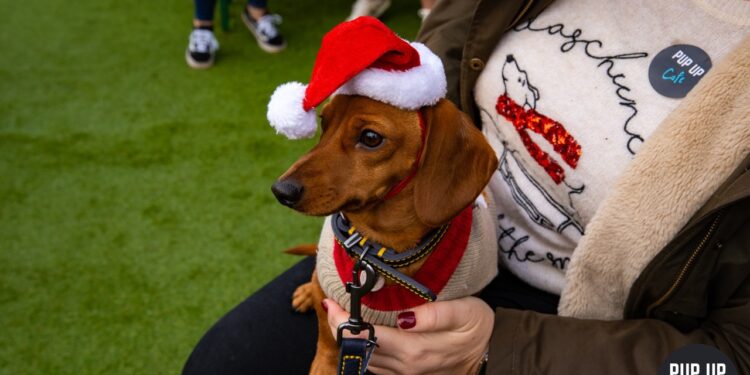 Hundreds of dachshunds are coming to Bermondsey next month