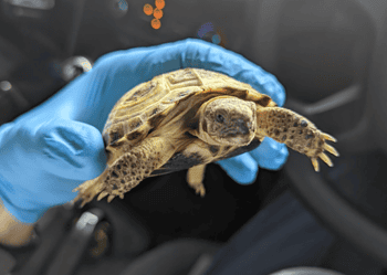 The tiny tortoise was left on a van bonnet