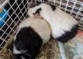 The RSPCA is asking for information after two female guinea pigs were discovered in a Coca-Cola freezer bag in Deptford on Saturday (January 7).