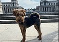 The Old Royal Naval College hosts the Greenwich Dog Show