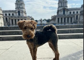 The Old Royal Naval College hosts the Greenwich Dog Show