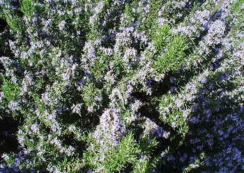 Rosemary in full flower