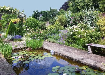 A pond in one of the Dulwich Village gardens
