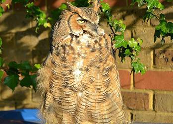 The Great Horned Owl sat atop a bin on the Silverlock Estate
