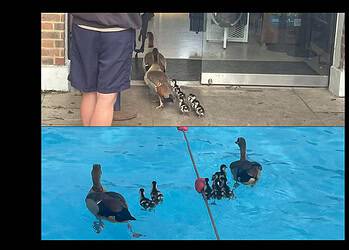 A family of Egyptian geese went into Brockwell Lido for a swim, as families say they are the "only children" allowed to swim there.