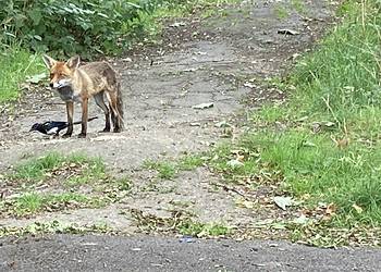 Fox and magpie being friends