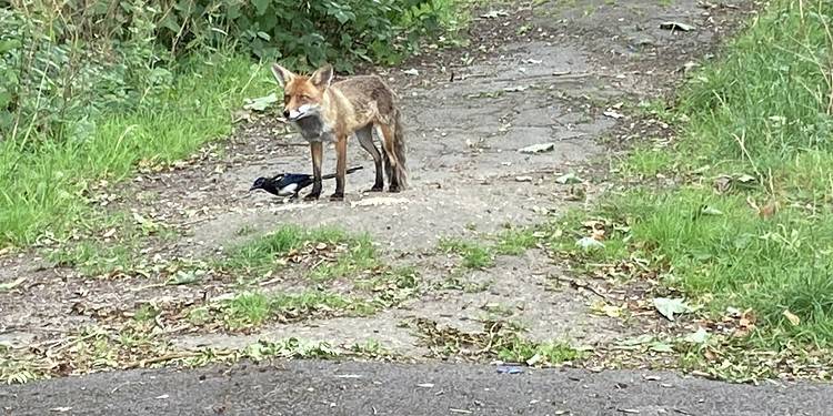 Fox and magpie being friends