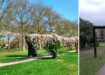 Nursery Row Park: Before and after Southwark Council removed the plants