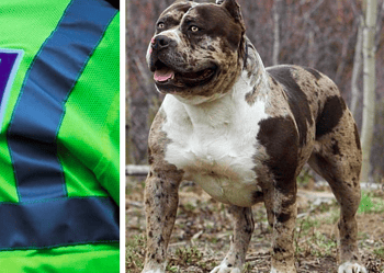 (1) A Met Police stock image (left) and (2) An XL Bully dog (right)